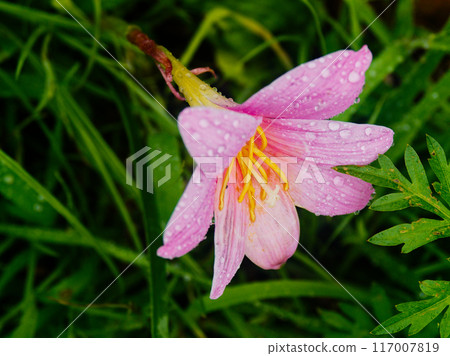 石蒜科 Zephyranthes carinata 的粉紅色花朵 117007819