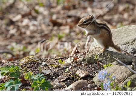 一隻可愛的花栗鼠,臉頰豐滿 一隻可愛的花栗鼠,臉頰豐滿 117007985