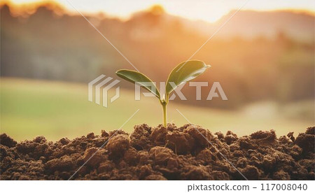 Summer green leaves nature image 117008040