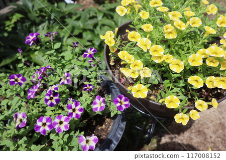 Calibrachoa and Safinia in a pot 117008152
