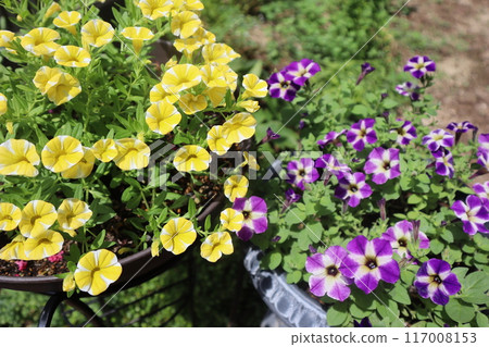 Calibrachoa and Safinia in a pot 117008153