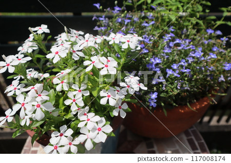 長春花半邊蓮小盆 長春花半邊蓮小盆 117008174
