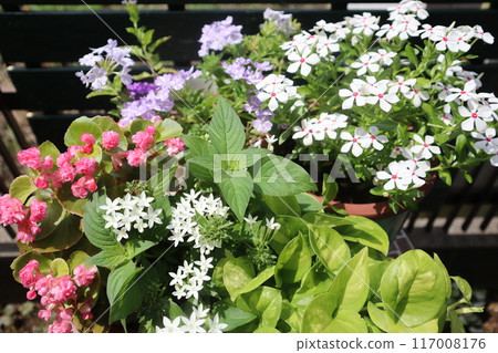 Summer flower arrangements and pots 117008176