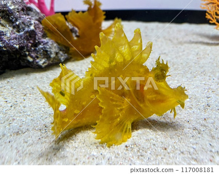 Yellow scorpionfish 117008181