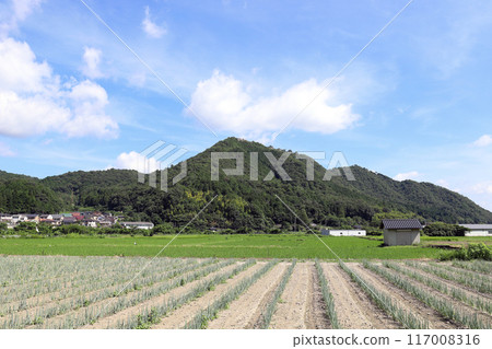 Takeda Castle ruins and storks (Asago City, Hyogo Prefecture) 117008316