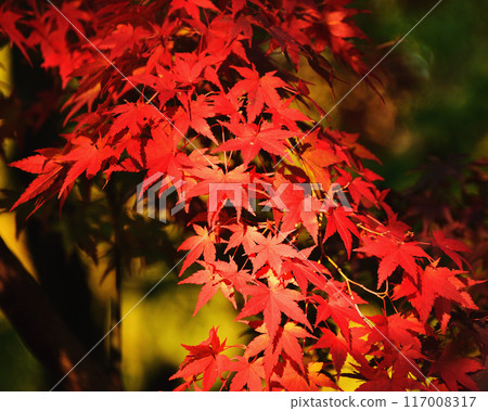 Autumn leaves 117008317