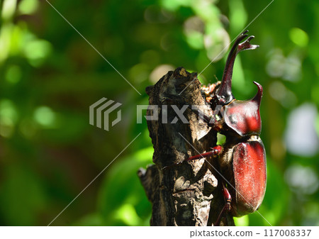 Beetle 117008337