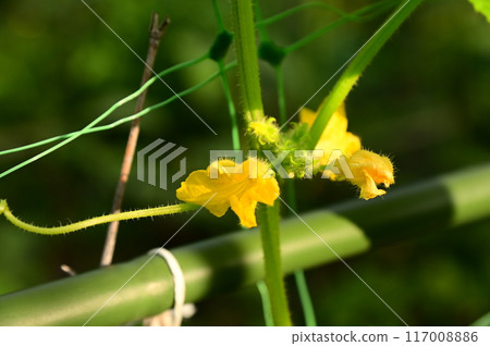 夏季蔬菜－美味的當地黃瓜 117008886