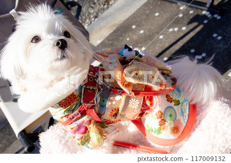 一隻狗來拜訪新年 一隻狗來拜訪新年 117009132