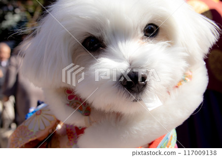 Dog visiting the shrine for the first time of the year Dog visiting the shrine for the first time of the year 117009138