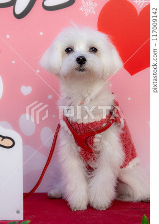 馬耳他語 117009142