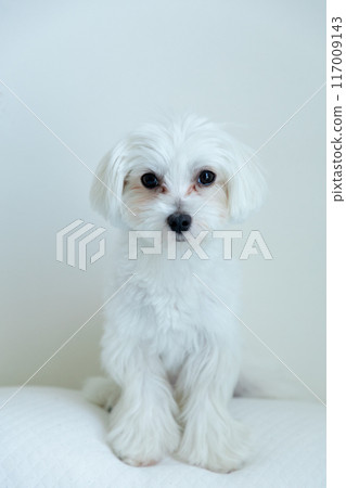 Maltese 117009143