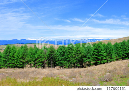 View from Kirigamine Plateau in June - Nature of Shinshu View from Kirigamine Plateau in June - Nature of Shinshu 117009161