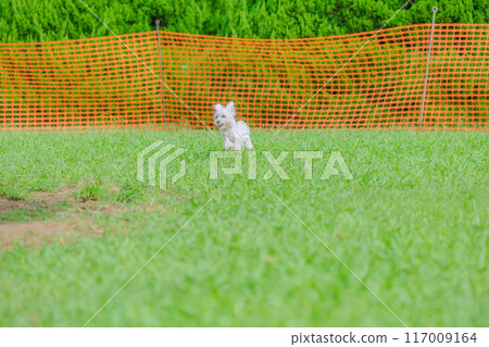 running dog 117009164