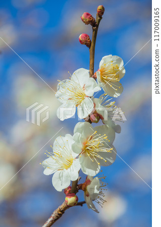 Plum blossoms in blue sky 117009165