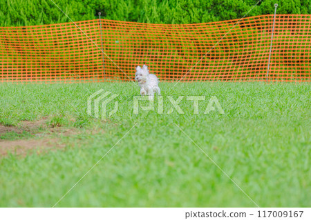 running dog 117009167