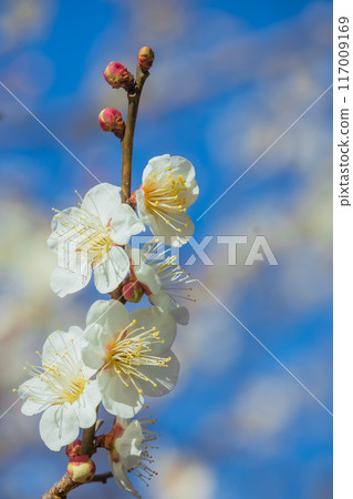 Plum blossoms in blue sky 117009169