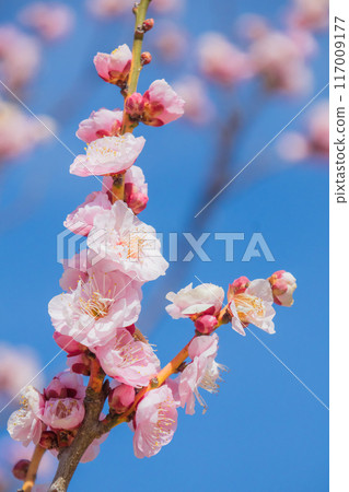 在藍天的李子開花 在藍天的李子開花 117009177