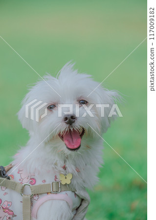 笑Uwanko 117009182