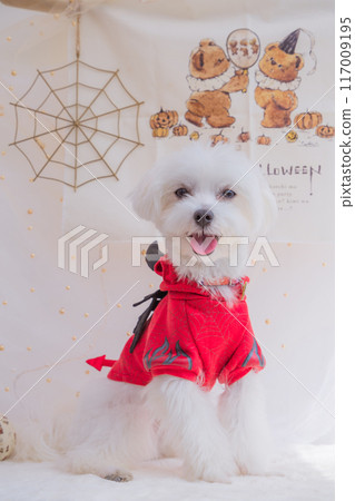 Halloween dog 117009195