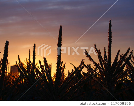 Corn field sunset Corn field sunset 117009196