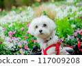 Dog in a flower field 117009208