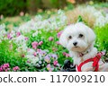 Dog in a flower field 117009210