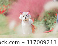 Halloween dog 117009211
