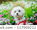 Dog in a flower field 117009212
