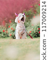 Halloween dog 117009214