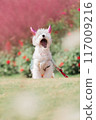 Halloween dog 117009216