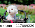 Pet cart dog 117009220