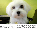Maltese 117009223