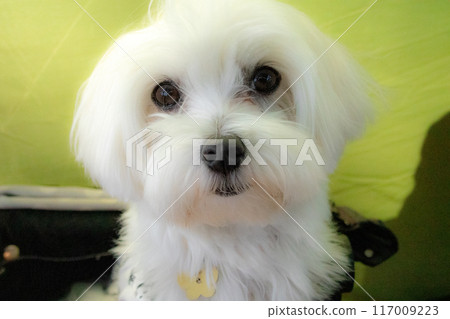 Maltese Maltese 117009223