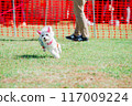 running dog 117009224