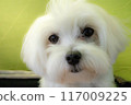 Maltese 117009225