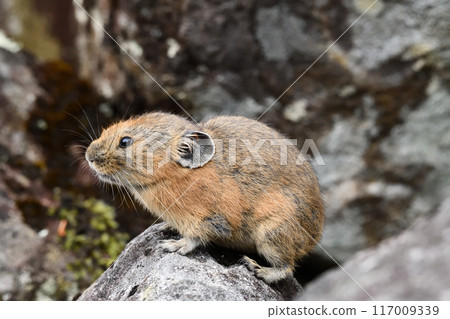 Pikachu rabbit 117009339