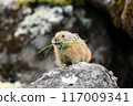 Pikachu rabbit 117009341