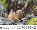 Pikachu rabbit 117009342