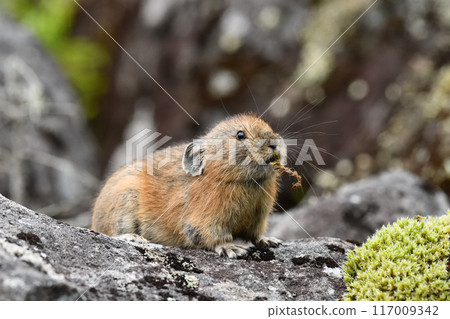 Pikachu rabbit 117009342