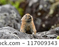 Pikachu rabbit 117009343