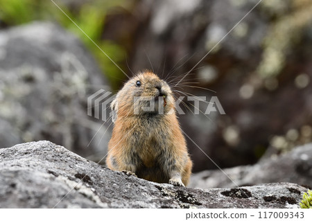 Pikachu rabbit 117009343