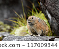 Pikachu rabbit 117009344