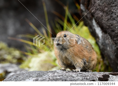 Pikachu rabbit 117009344