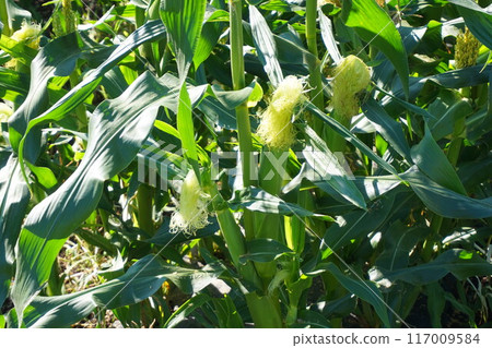 玉米田深谷 玉米田深谷 117009584