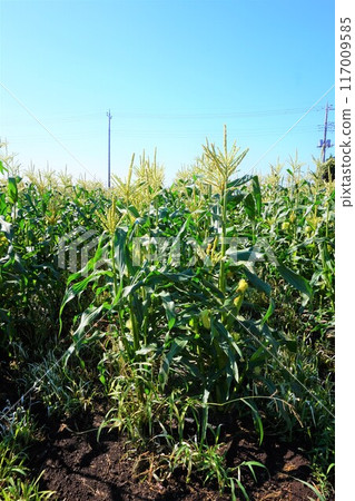 玉米田深谷 117009585