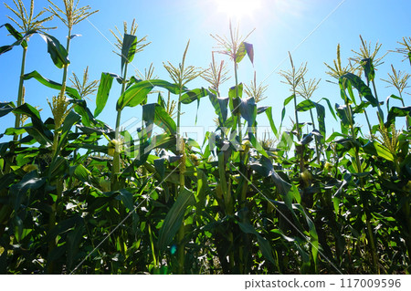 Corn field Fukaya 117009596