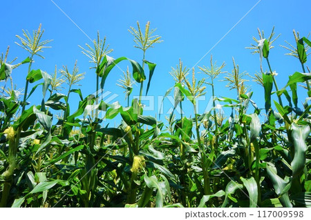 Corn field Fukaya 117009598