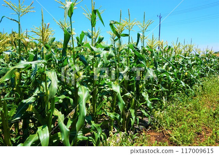 玉米田深谷 117009615