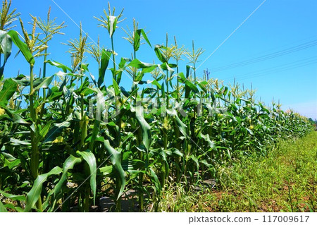 玉米田深谷 117009617